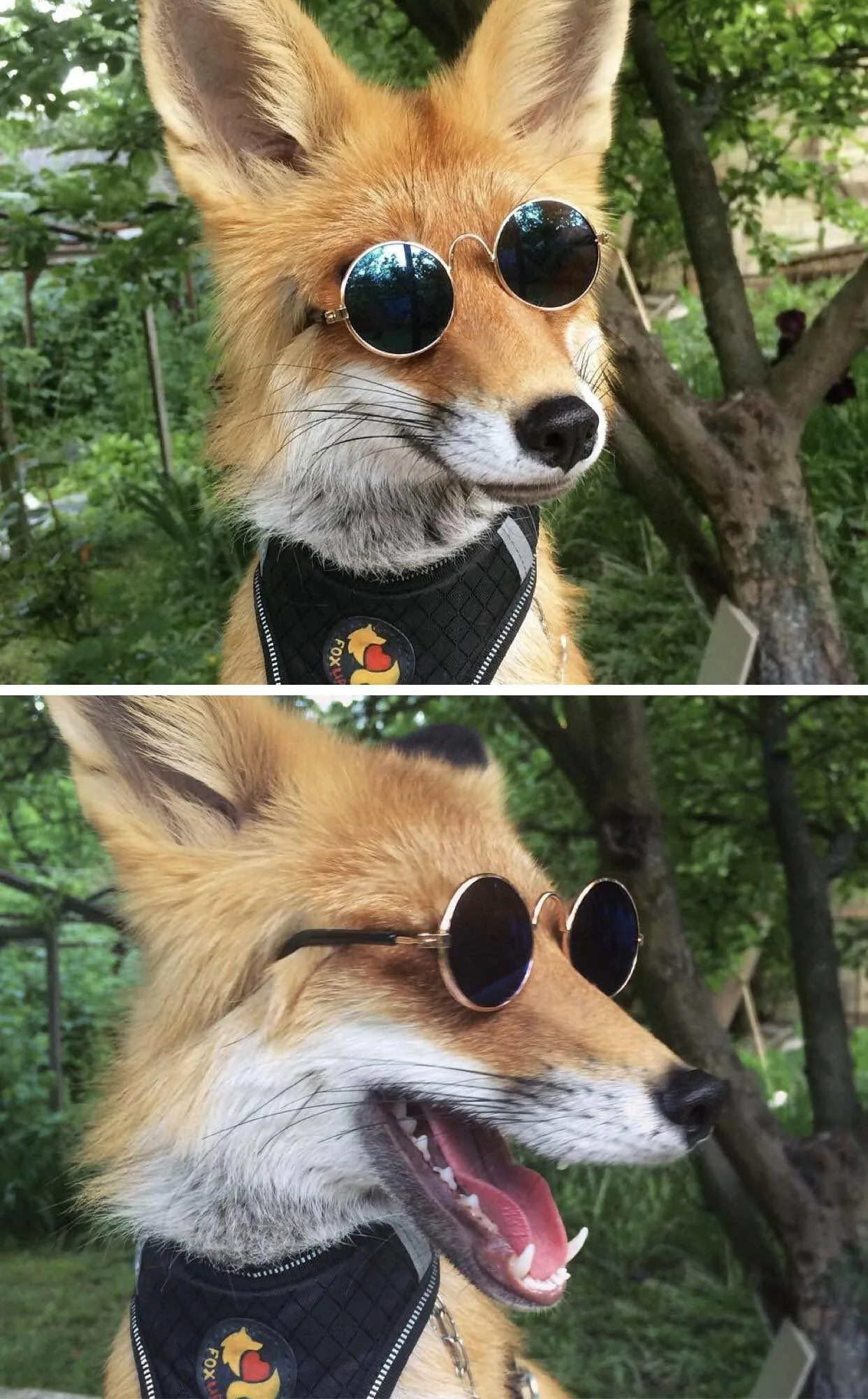 fox 8