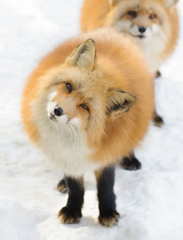 fox 80