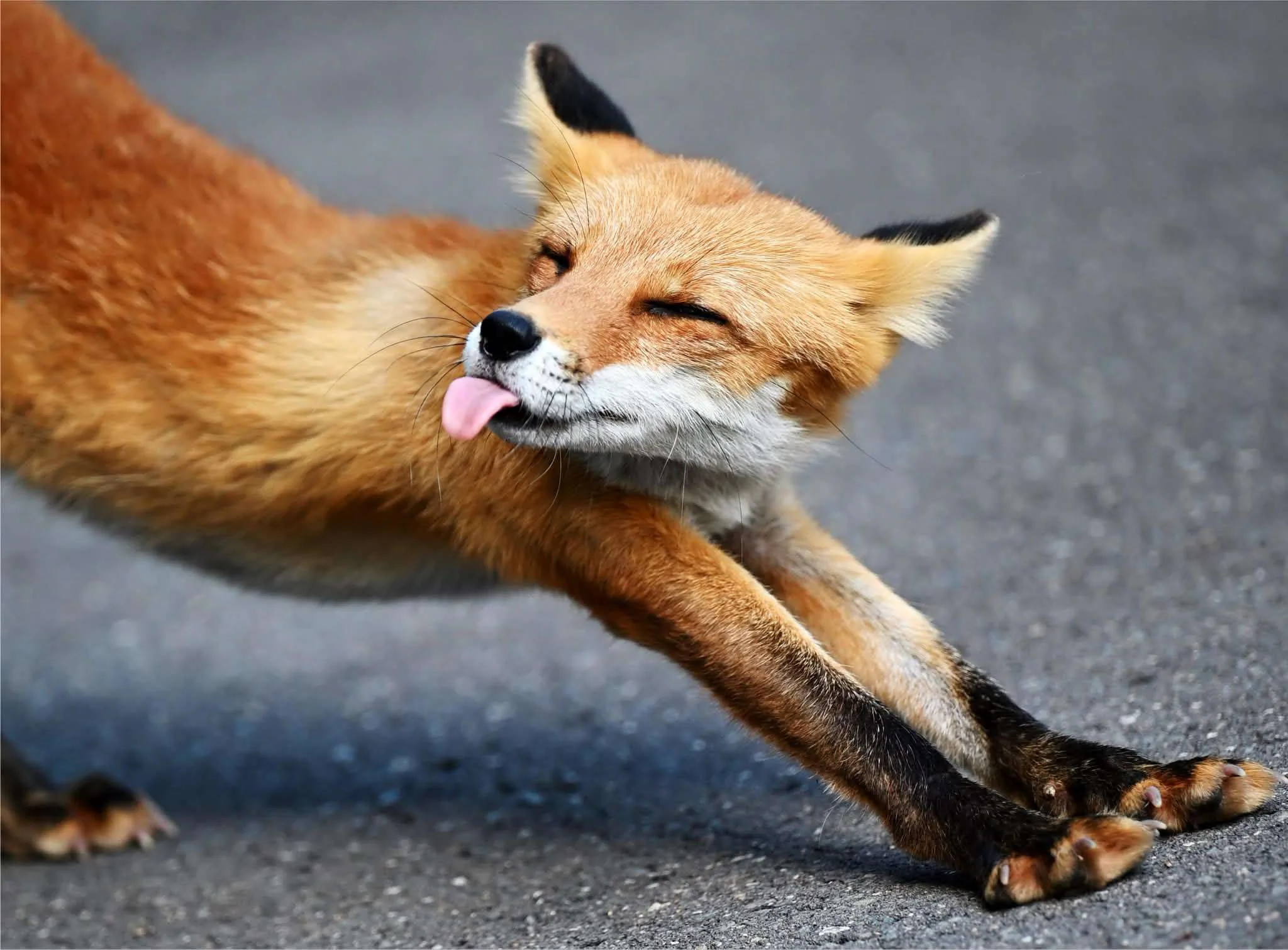 fox 82
