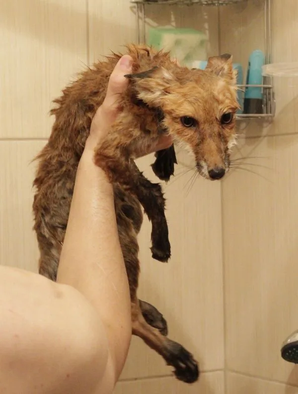 fox 84