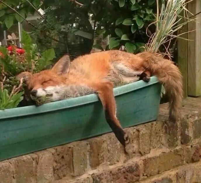 fox 85