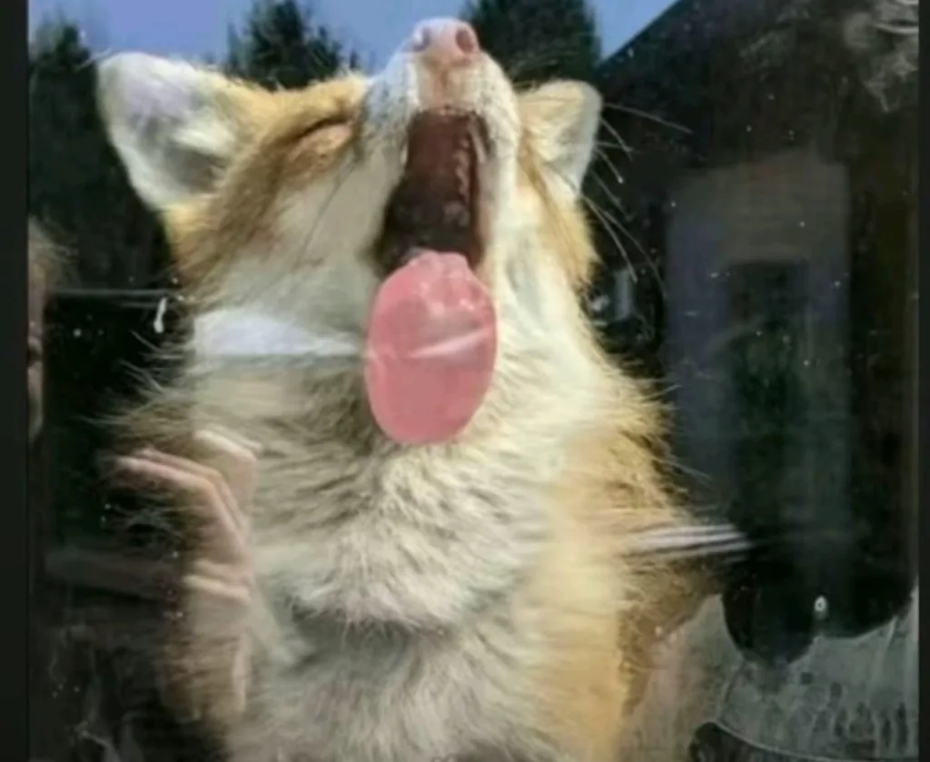 fox 86