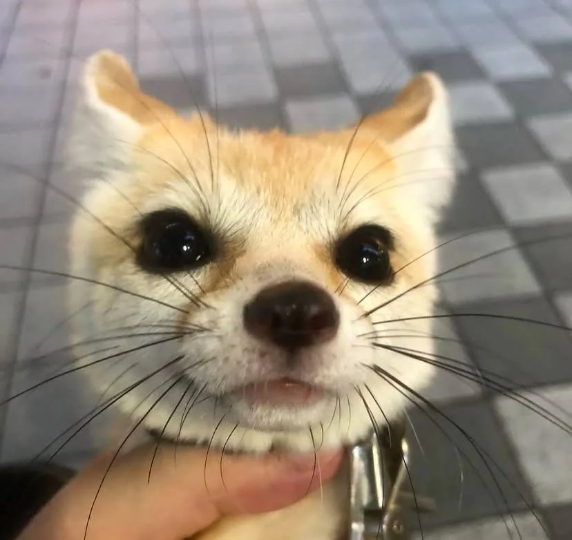fox 87