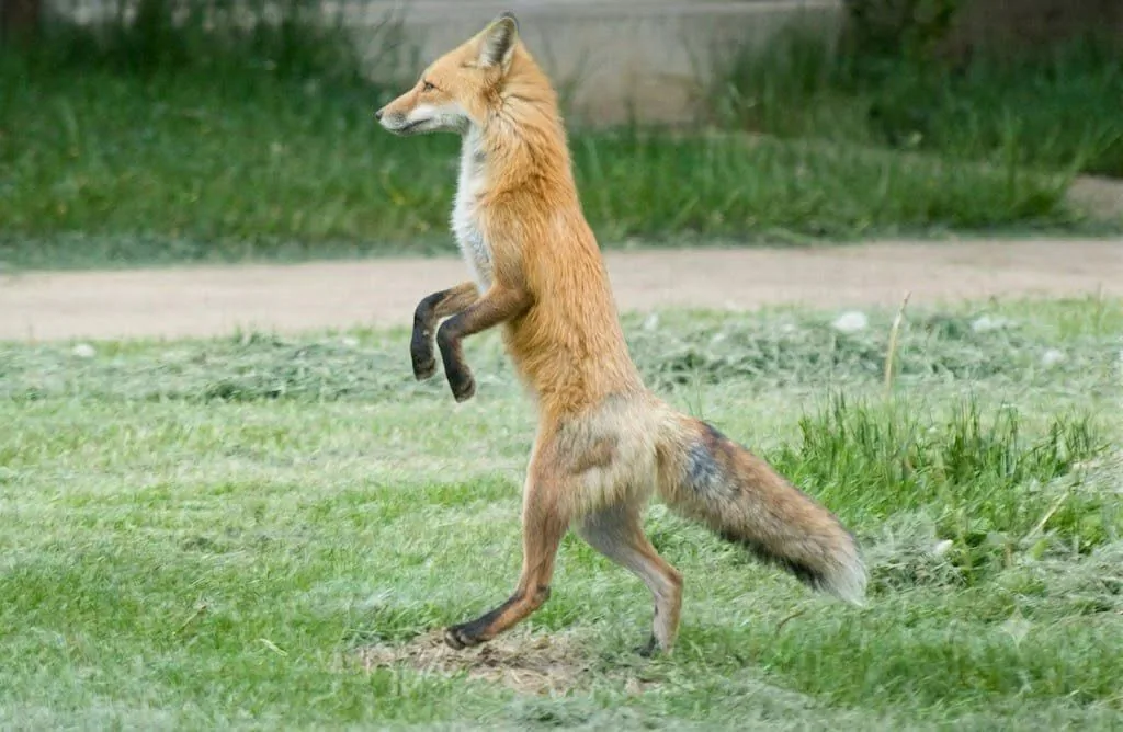 fox 88