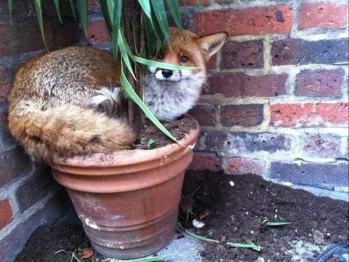fox 9