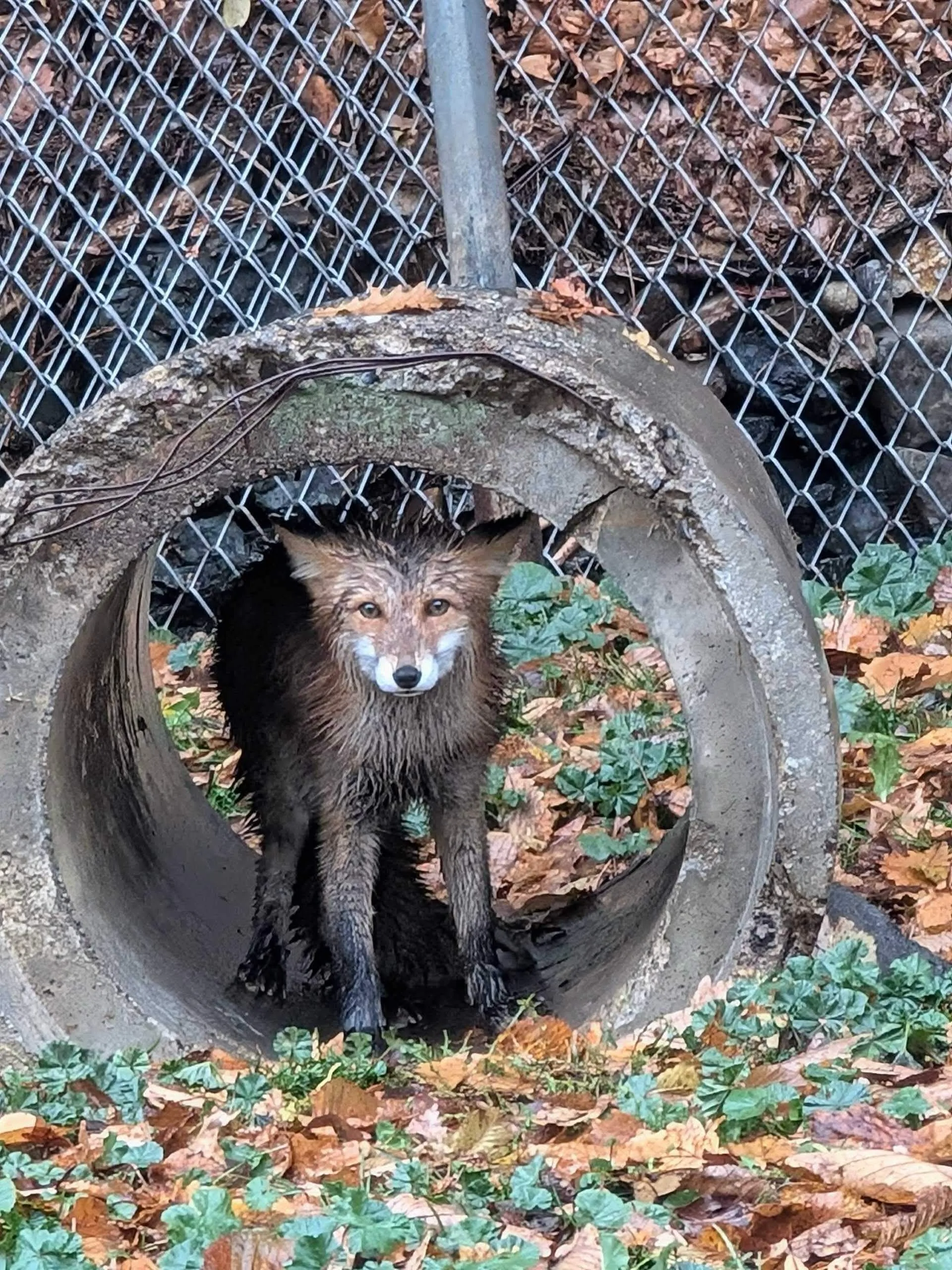 fox 90