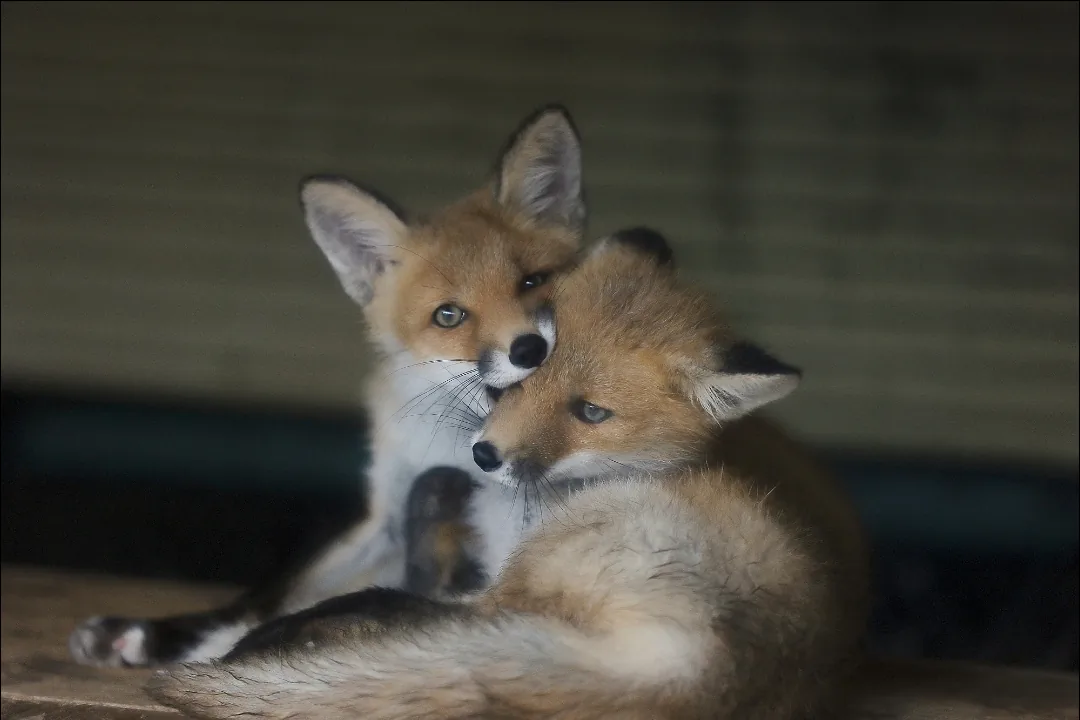 fox 91