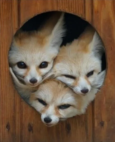 fox 95
