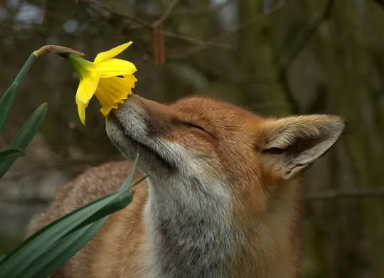 fox 96