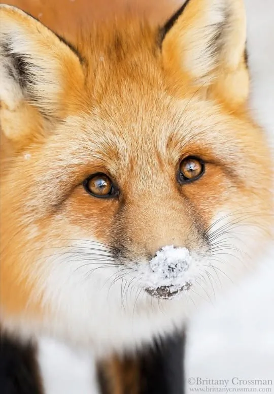 fox 97