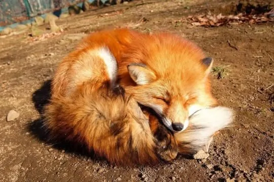 fox 98